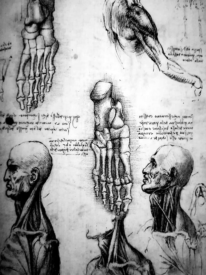 Lámina anatómica usada en osteopatía